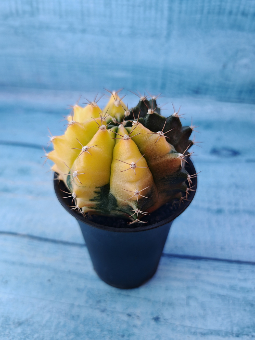 Gymnocalycium Variegata (Гимнокалициум Вариегатный)