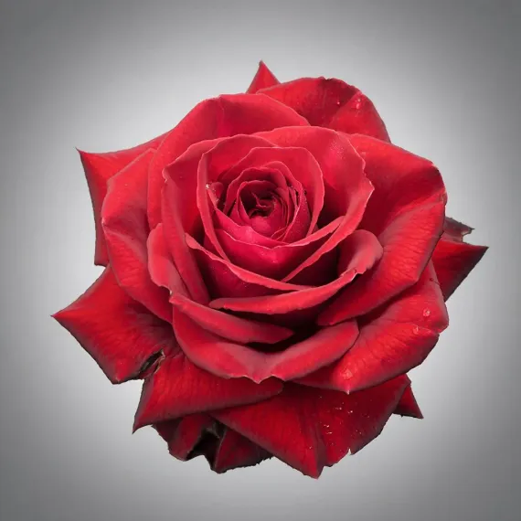 Роза сорта Explorer