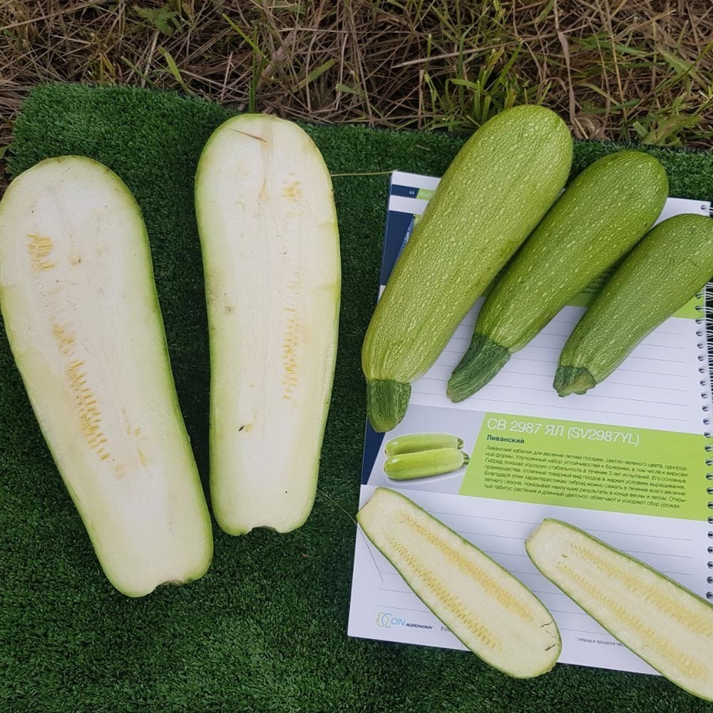 СВ 2987 ЯЛ семена кабачка (Seminis / Семинис)