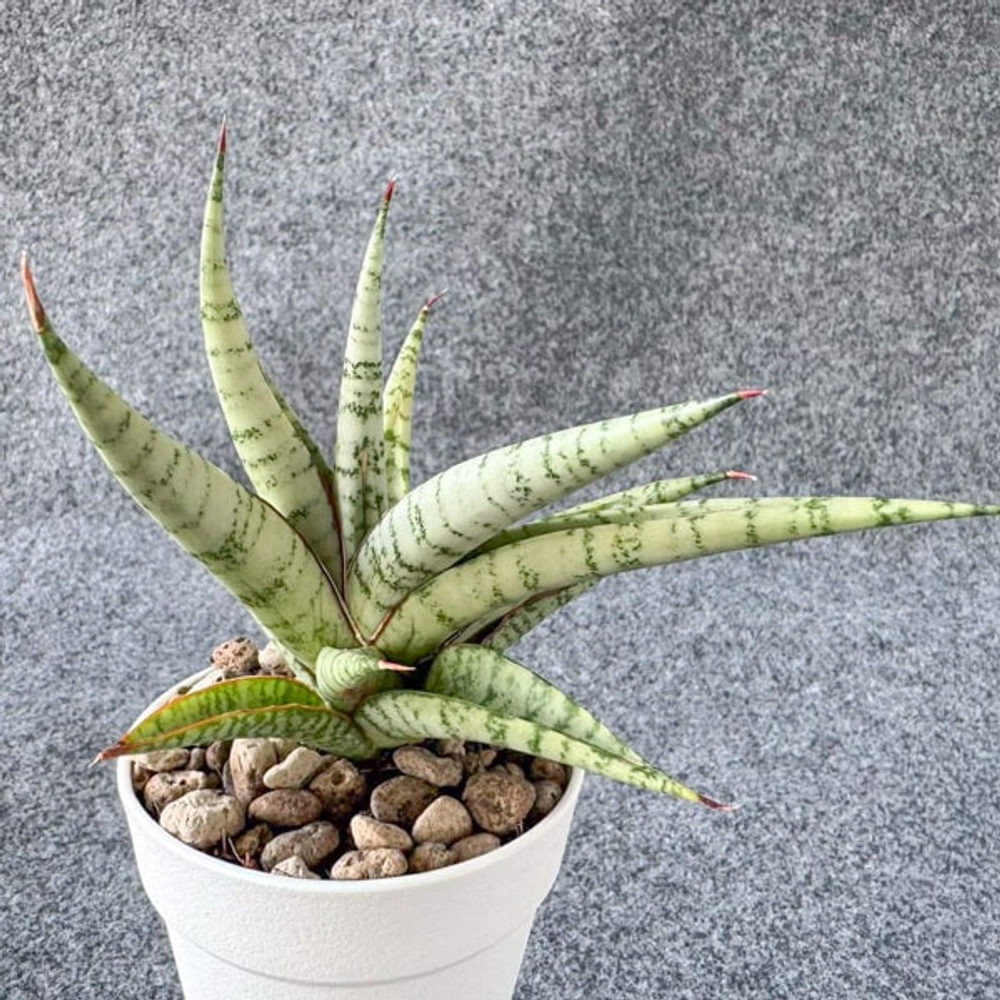 Сансевиерия CAESAR