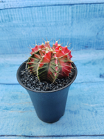 Gymnocalycium Variegata (Гимнокалициум Вариегатный)