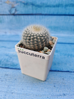 Notocactus Scopa (Нотокактус)