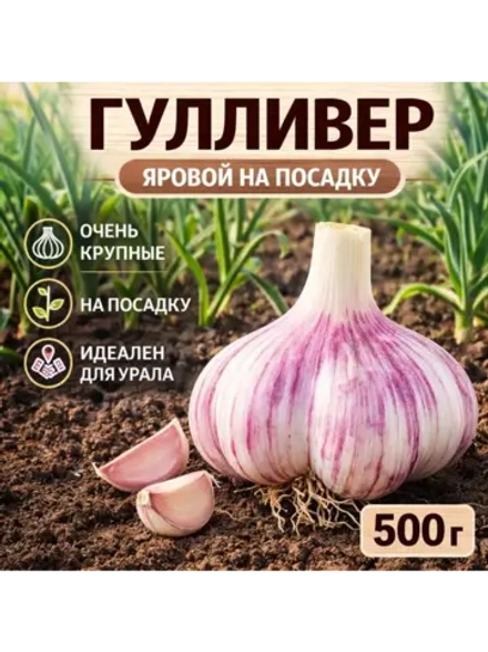 Чеснок посадочный яровой Гулливер