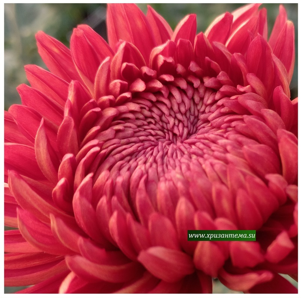 Хризантема крупноцветковая Misty Red/ан 26 отгрузка май 26г/