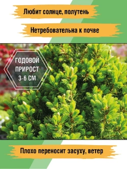 Саженец Ель канадская Коника