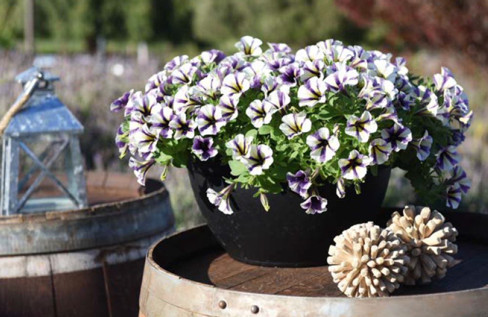 Петуния Peppy Blueberry Muffin укорененный черенок ОКС февраль 26 Dummen Orange