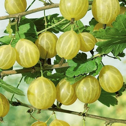 Крыжовник Родник (2-летний) ЗКС