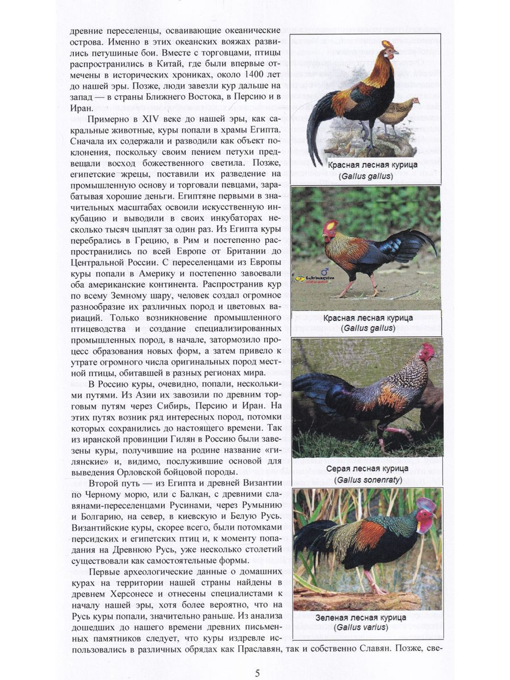 Фазаны