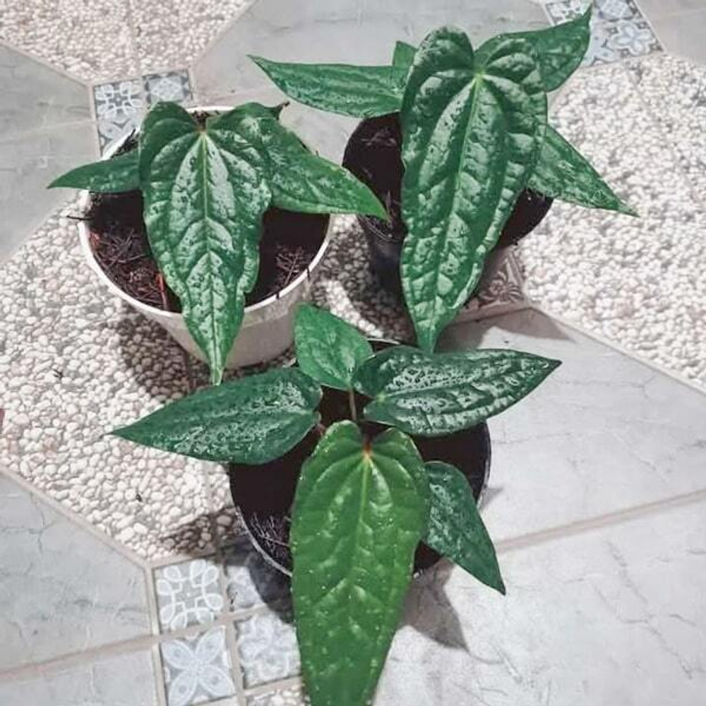 Антуриум DARK PHOENIX X LUXURIANS