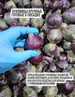 Луковицы цветов гиацинт, Микс сортов, 12шт