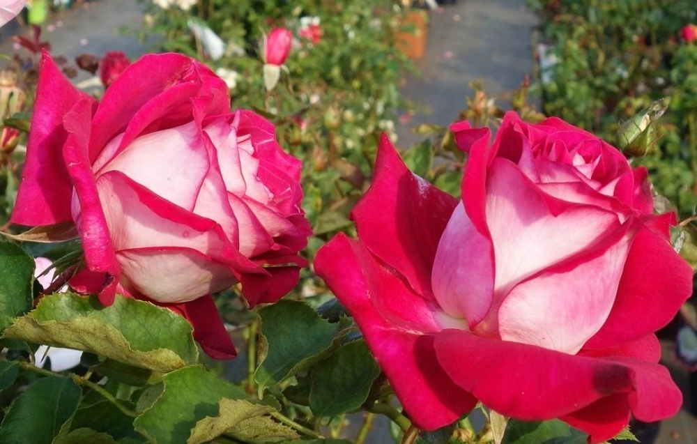 Моника Беллуччи ( Monica Bellucci )