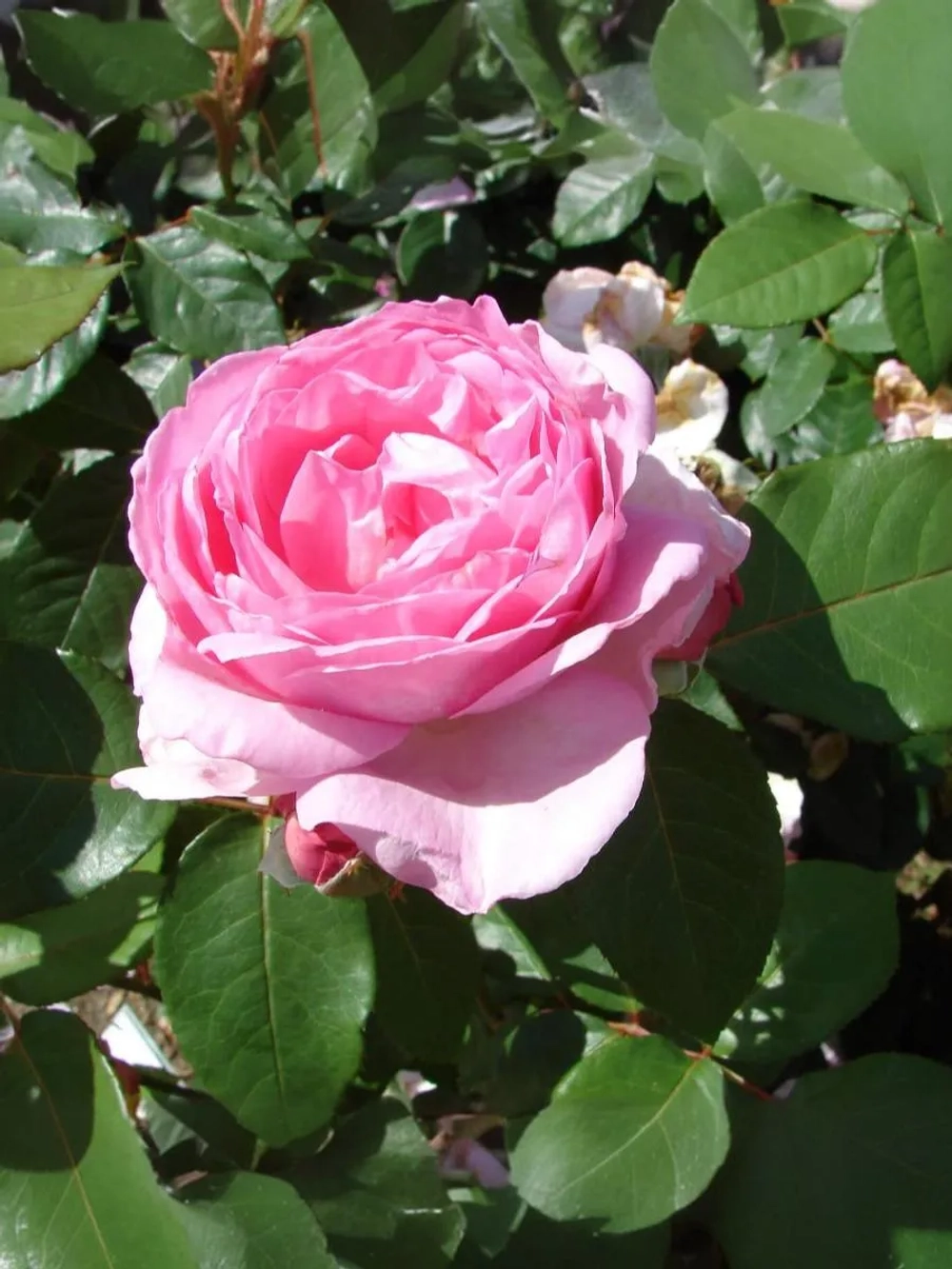 Роза шраб Гита Ренессанс