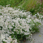 Астра растопыренная. Aster divaricatus.