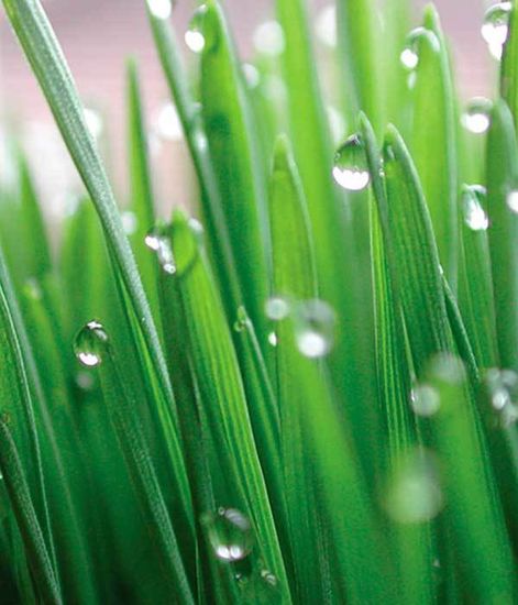 Ароматический воск После дождя After the Rain, Candle Warmers