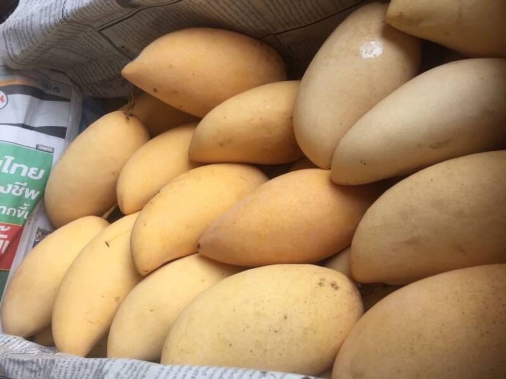 манго из Тайланда. сорт «Нам Док Май»