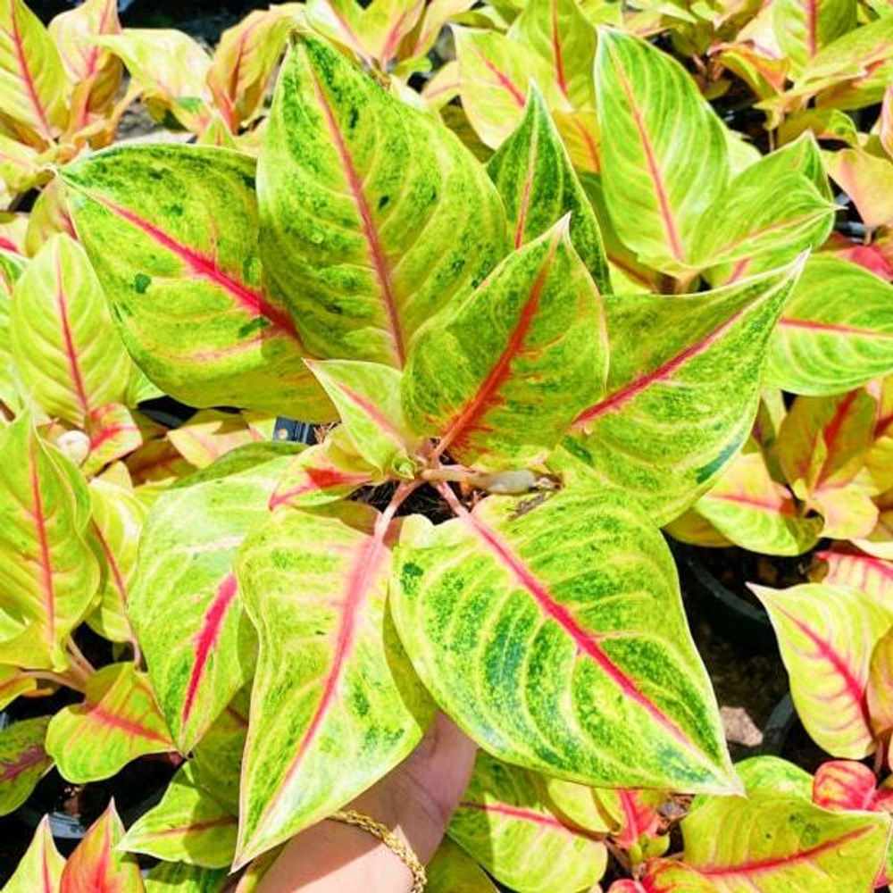 Аглаонема KWAK THONG KAM