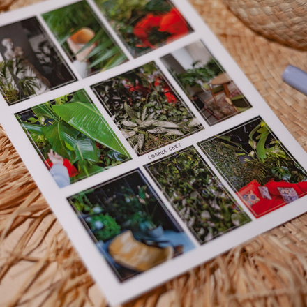 Стикерпак "Джунгли" 🤍