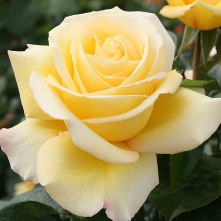 Роза чайно-гибридная С Любовью