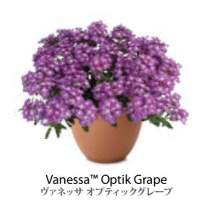 ЕВРО Вербена Verbena Vanessa Optic Grape НЕукор черенок середина ноября 25