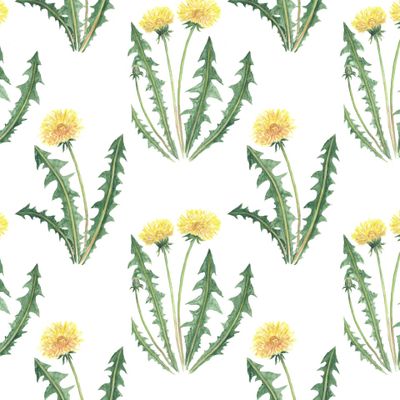 Одуванчики