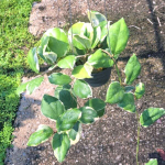 Хойя INCRASSATA ALBA OUTSIDE