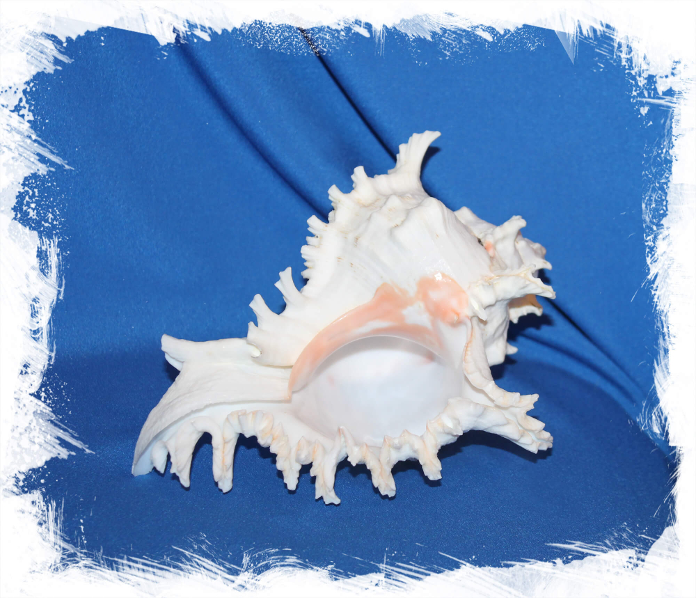 Чикореус Рамосус