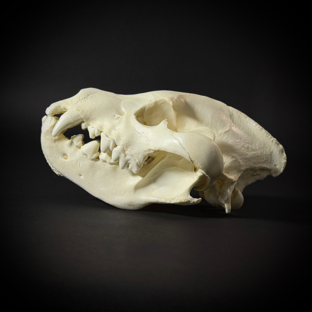 Череп бурой гиены