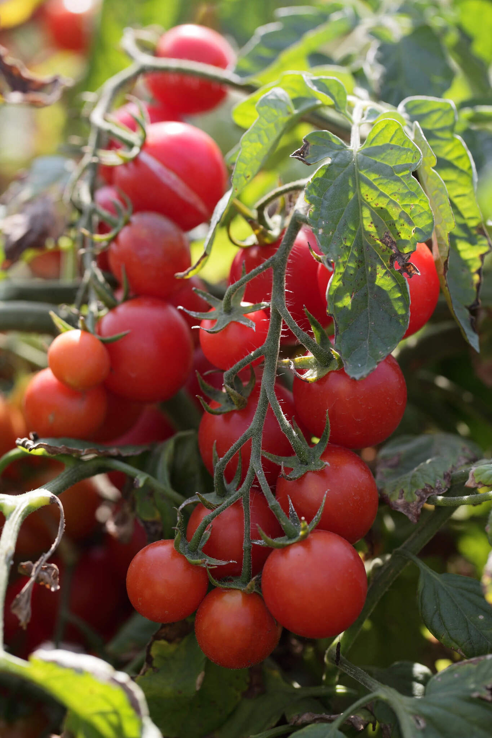 Консерватто F1 семена томата 500 шт ЭС