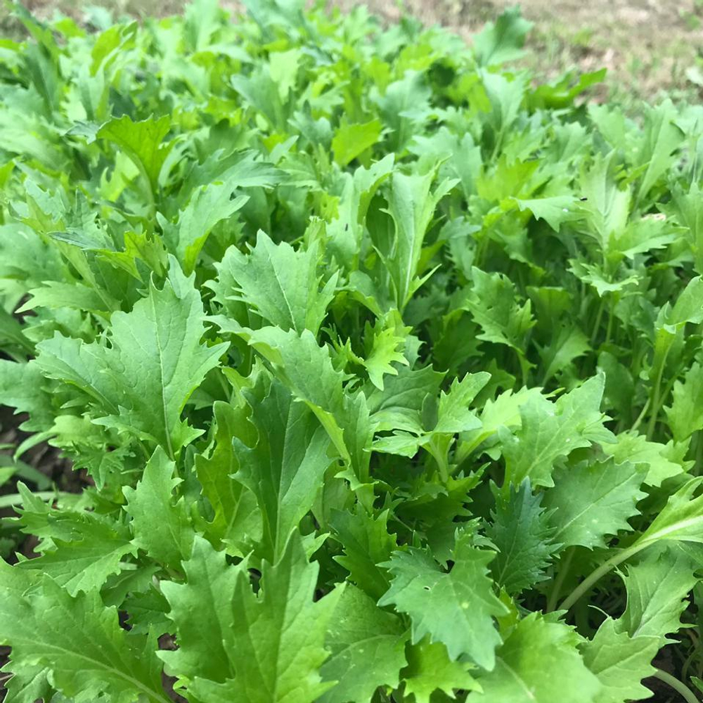 Мизуна семена капусты японской (Enza Zaden / Энза Заден)