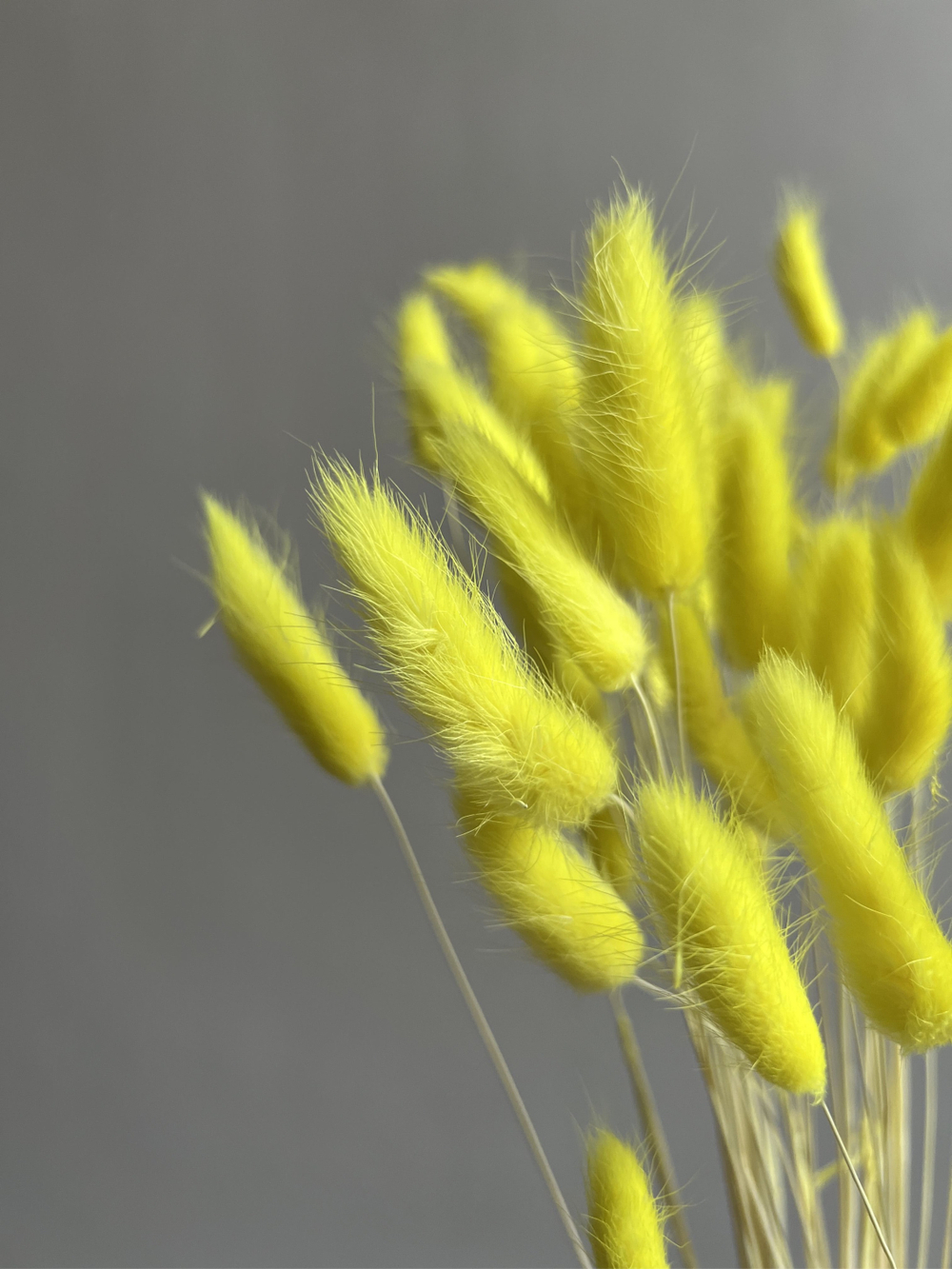 Лагурус желтый