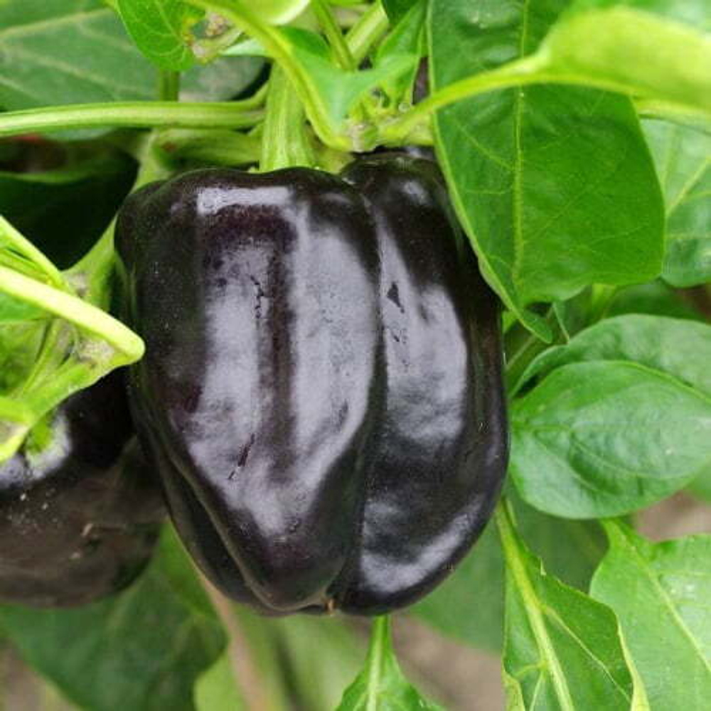 Перец Маврас F1 7шт ВитаГрин ЭКСТРА