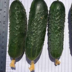 АНТИСИПАТОР F1 семена огурца (Nunhems | Alexagro)