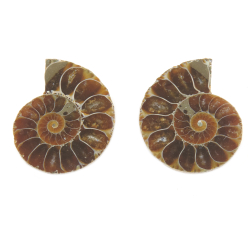 Аммонитовая пара