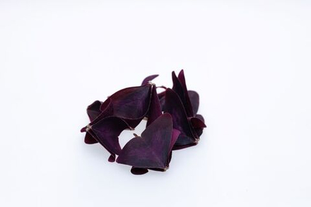 Кислица крупный лист (15гр)