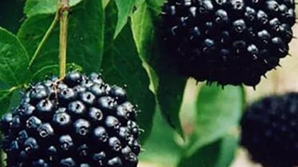 Элеутерококк колючий (корень)