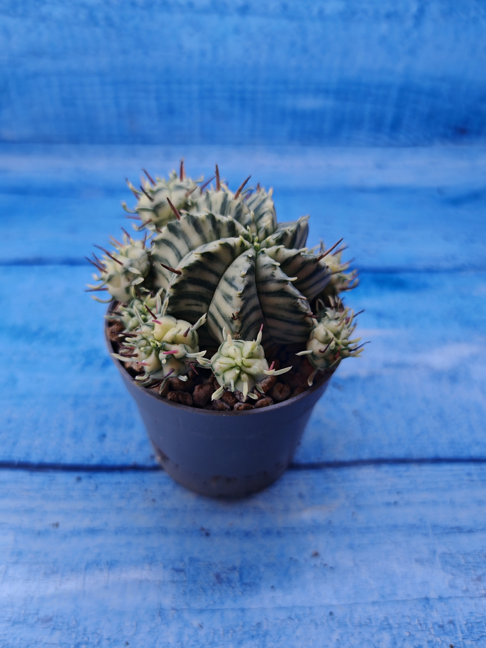 Euphorbia meloformis f. Variegated (Эуфорбия вариегатная)