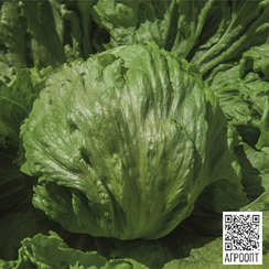 Топасио семена салата айсберг (Bejo / Бейо)