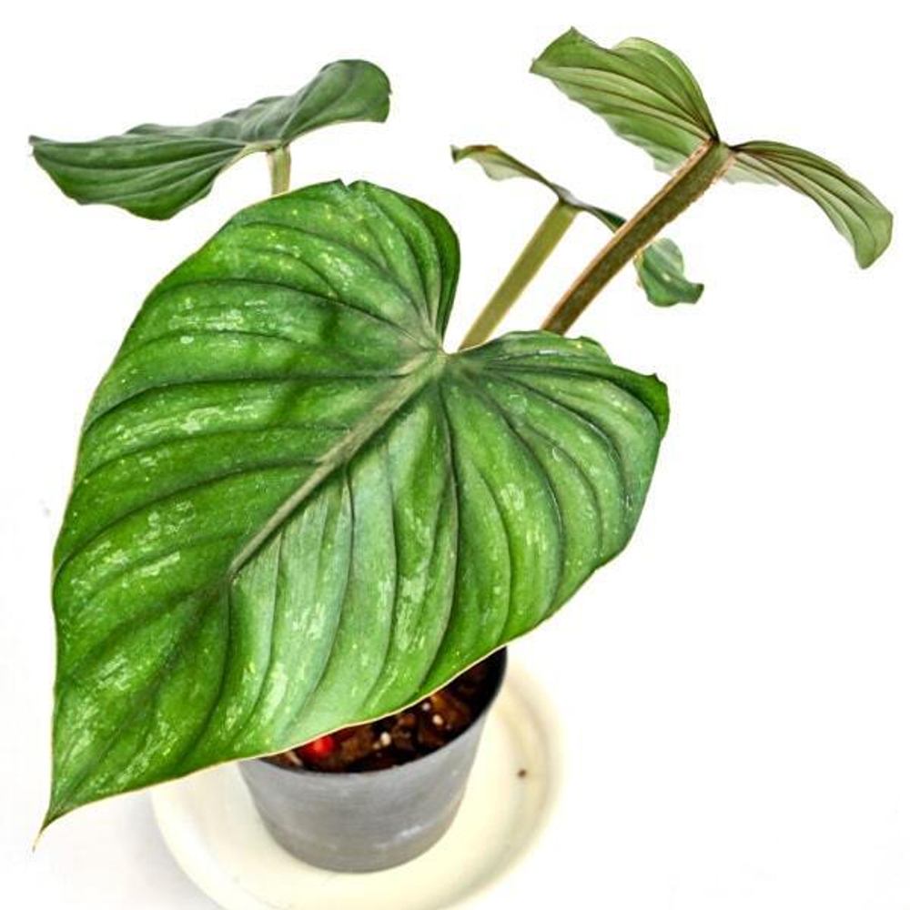 Филодендрон PLOWMANII RED STEM