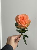 Роза одноголовая в оранжевом оттенке