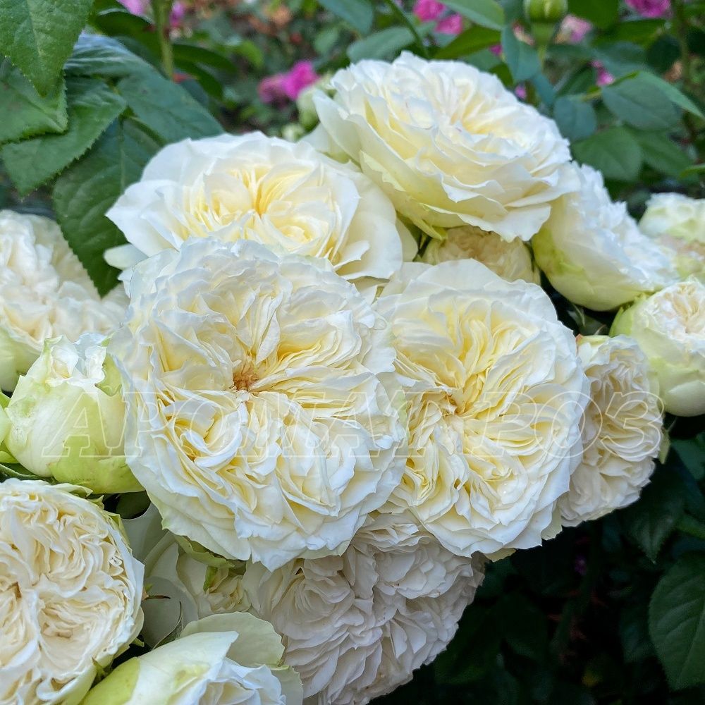 Винтэр Лодж (Winter Lodge)