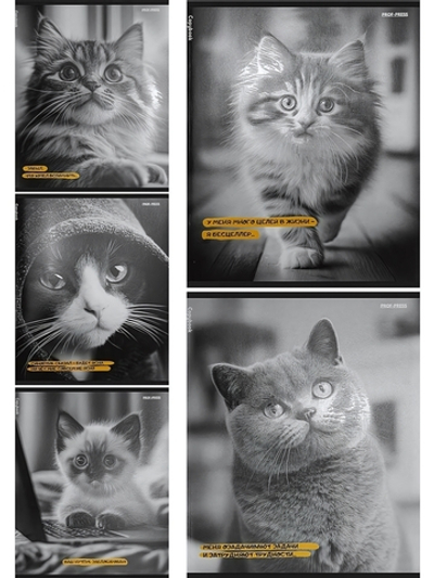 Тетрадь А5 48л. клетка "Забавные коты-5" 5 дизайнов (Проф-Пресс)