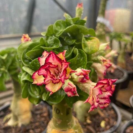 Адениум мини 18 CANARY