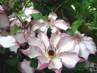 Клематисы. 2 группа обрезки (март 2026)