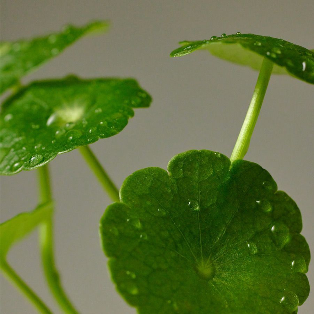 Восстанавливающий крем для лица с экстрактом центеллы Purito Wonder Releaf Centella Cream