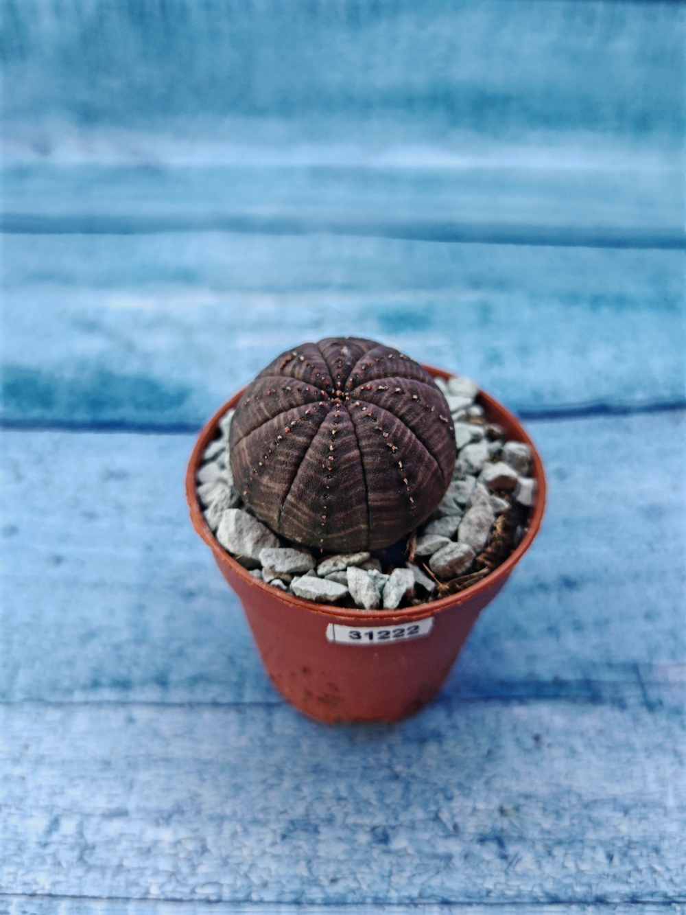 Суккулент Euphorbia Obesa (Эуфорбия)
