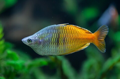 Радужница Боэсмана