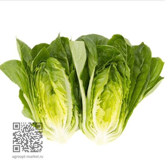 Рабелло_семена_салата_ромэн_Rijk_Zwaan_купить – фото 2