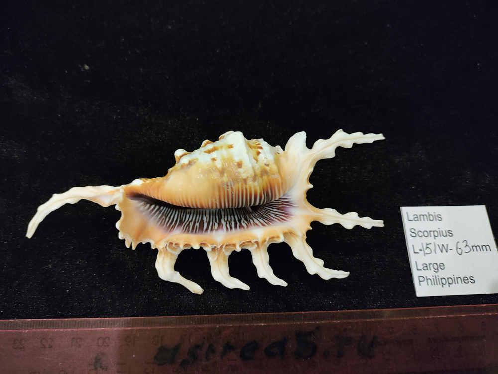 Лямбис Скорпиус "100-160мм"