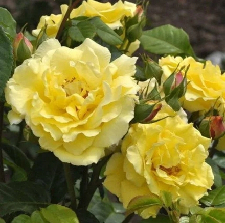 REINE LUCIA (LICHTKONIGIN LUCIA, KORLILUC) (Райнэ Луция)