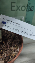 Лимон "Cilindro"